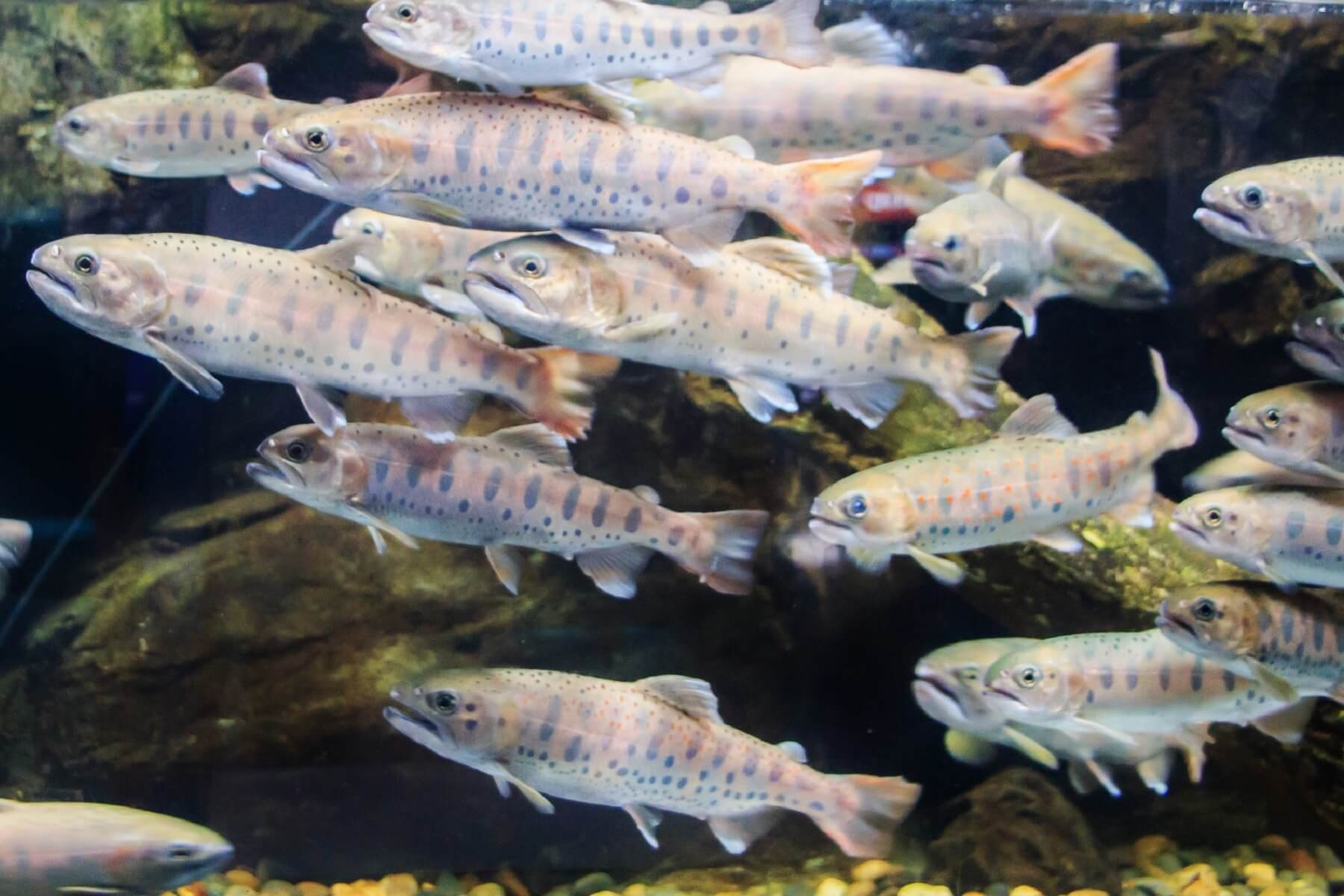サケのふるさと　千歳水族館